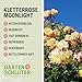 Kletterrose Moonlight in Kupfer-Gelb - Rosa - Kletter-Rose winterhart & duftend - Pflanze für Rankhilfe im 5 Liter Container von Garten Schlüter - Pflanzen in Top Qualität
