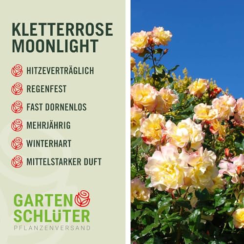 Kletterrose Moonlight in Kupfer-Gelb - Rosa - Kletter-Rose winterhart & duftend - Pflanze für Rankhilfe im 5 Liter Container von Garten Schlüter - Pflanzen in Top Qualität