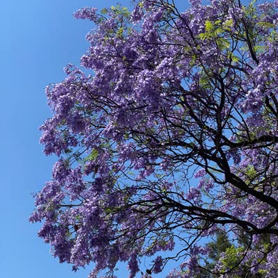 Hablando desde adentro: Abeja Azul🐝