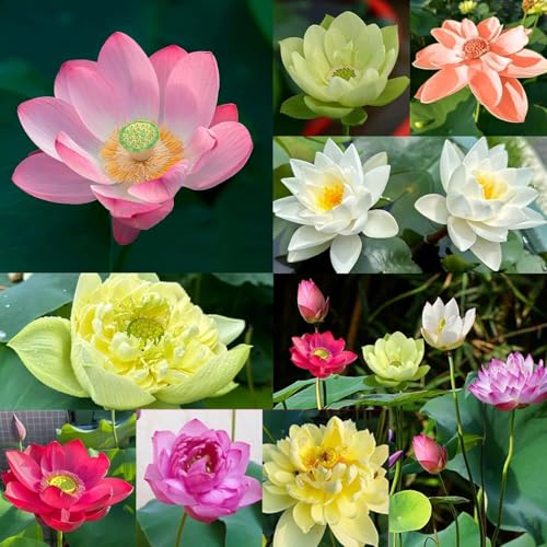 30pcs Bowl Lotus Flower Seeds Mixed Colour Flower Seeds Beginner-Friendly Water Lotus Planting in Water Bowl Lotus Seed for Kitchen Garden Pond 30pcs Multicolor