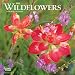 Wildflowers 2020 7 x 7 Inch Monthly Mini Wall Calendar, Flower Outdoor Plant
