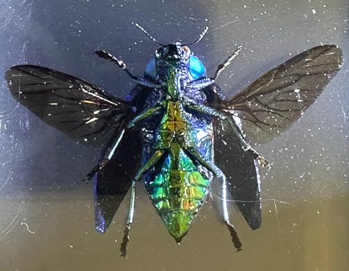Image of 2.9 inch Real Polybothris Sumptuosa Gemma Blue Jewel Beetle w /Open Wings in Crystal Clear Lucite Resin Specimen Preserved Insect Taxidermy Collection for Biology Science Education Desk Display Supplies