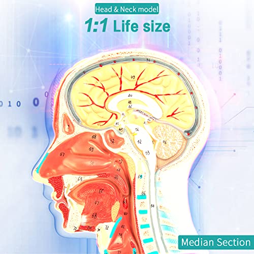 Image of Face Head Muscle Model - Human Half Head & Neck Anatomy Model Superficial Neurovascular Model with Musculature 1:1 Life Size Anatomical Median Section for Science Classroom Display Teaching