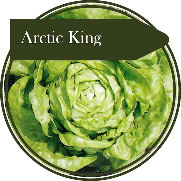 1000 Seeds Winter Type Lettuce 'Arctic King'. Producing a Very Hardy Lettuce for Autumn Sowing Outside and Cutting in The Spring.
