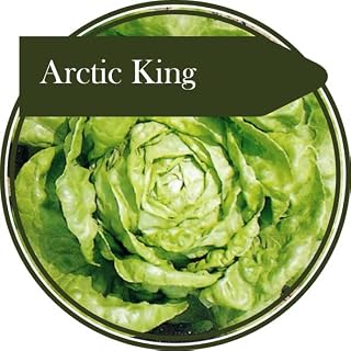 1000 Seeds Winter Type Lettuce 'Arctic King'. Producing a Very Hardy Lettuce for Autumn Sowing Outside and Cutting in The Spring.