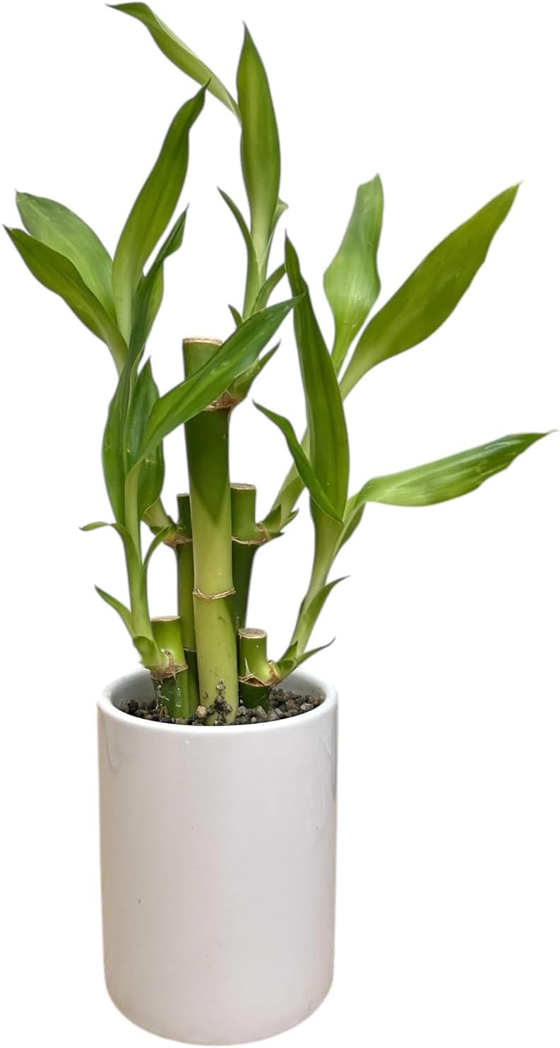 Lucky Bamboo Live Plant in Decorative Pot, Easy to Maintain Indoor Houseplant, Perfect for Home, Room, or Office Decor, Great House Warming or Birthday Gift, 10-12 Inches Tall