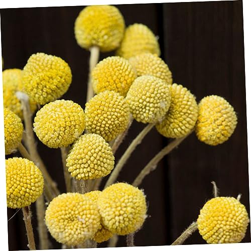 Ramo de 20 flores secas Craspedia decorativas naturales miniatura 7