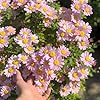 1000 Pyrethrum Seeds - Natural Mosquito Repellent Plants, Multi-Color Blooming Potted Flowers for Gardens, Cold-Hardy & Low-Maintenance #3