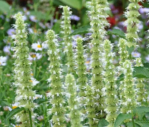 GIANT HYSSOP WHITE - 1200 SEEDS - Agastache Mexicana - Perennial flower:Seeds only