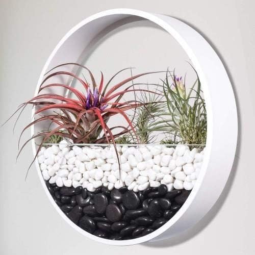 Ecosides Wall Mounted Planter Wall Hanging Planters Metal Plant Terrarium for Indoor Planter, Air Plant Holders Decorative Morden Circle Iron Vase for Succulent Indoor Wall Decor(12" H, White)