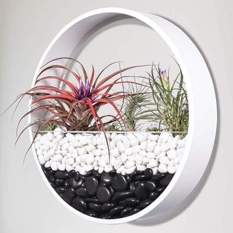 Ecosides Wall Mounted Planter Wall Hanging Planters Metal Plant Terrarium for Indoor Planter, Air Plant Holders Decorative Morden Circle Iron Vase for Succulent Indoor Wall Decor(12" H, White) Cover