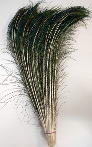 FeatherStore.com 25 Pcs Natural Peacock Swords 10inch-35inch Many Sizes (20inch-25inch)