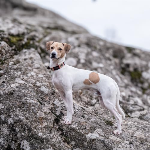 Robustes und luxuriöses Lederhalsband für elegante Hunde (Breite 2,5 cm – 3 cm) – Premium-Handwerkskunst, Größen XS-XL (36,5 – 46,5 cm, Bariloche Halsband)