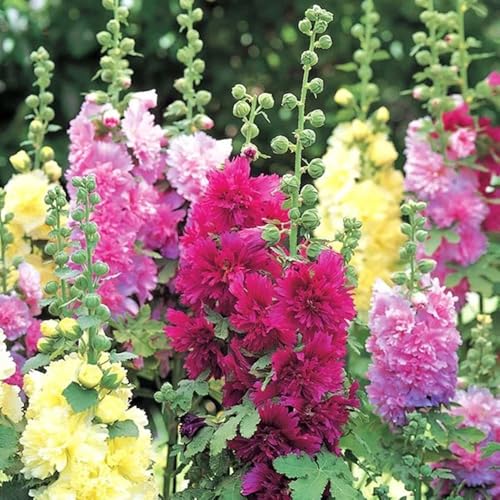 semi di malvarosa - giardino d'appartamento 90pcs