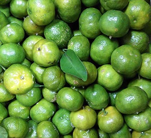 ꌧYV[N[T[i킠jTji͂W`PPj