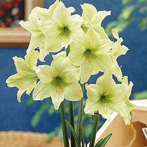 2Pcs Amaryllis Bulbs Lemon Star Hippeastrum Ornamental Flower Bulb Easy Grow DIY Home Garden Amaryllis Cut Flowers Decoration Planting