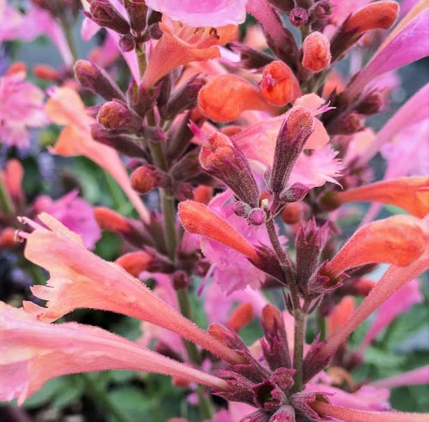 Ambrosia Agastache