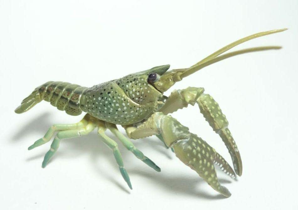 チョコQ第8弾「アメリカザリガニ」 原色甲殻類エビ・カニ図鑑「アメリカザリガニ」 チョコQ第8弾「アメリカザリガニ」 原色甲殻類エビ・カニ図鑑