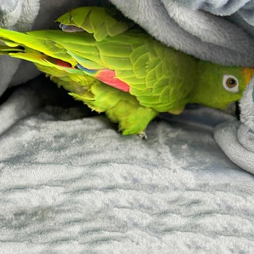 Protection épaule perroquet cape pour oiseau de compagnie calopsitte - 5