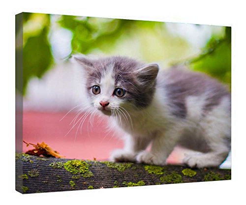 Impression sur toile chaton resolvant les murs vides cadre bois pret a suspendre 40x50