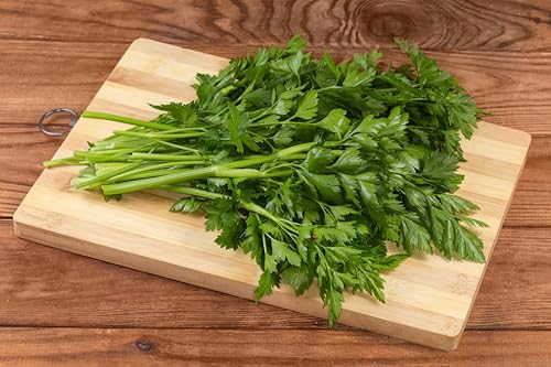 TKE Farms & Gardens - Italian Flat Leaf Parsley Seeds for Planting, 600+ Heirloom Non-GMO Seeds, Perfect for Indoor and Outdoor Gardens, Petroselinum crispum, Qty 1 - Image 6