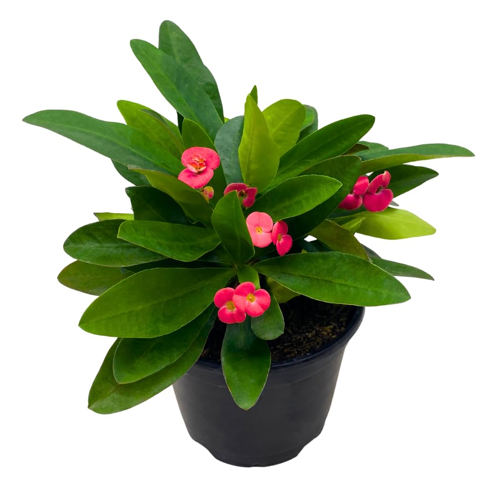 Crown of Thorns Euphorbia milii BubbleBlooms