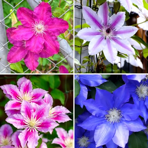 CarpetC 200+ Mixed Clematis Seeds for Planting Perennial Climbing Vine Large Blooms Non-GMO Heirloom Flower Seeds for Trellises Arbors & Garden Fences