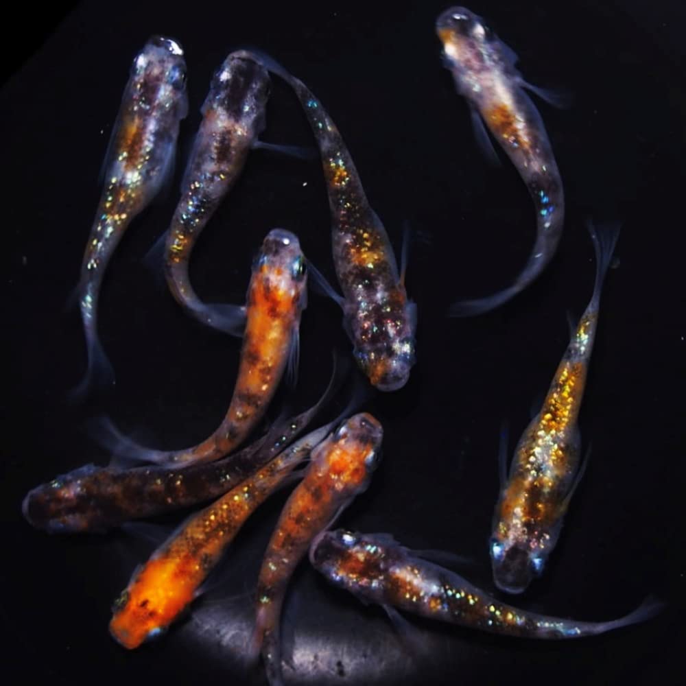 Amazon | 本場広島産 三色ラメ メダカの卵 30個＋α めだか屋ピース