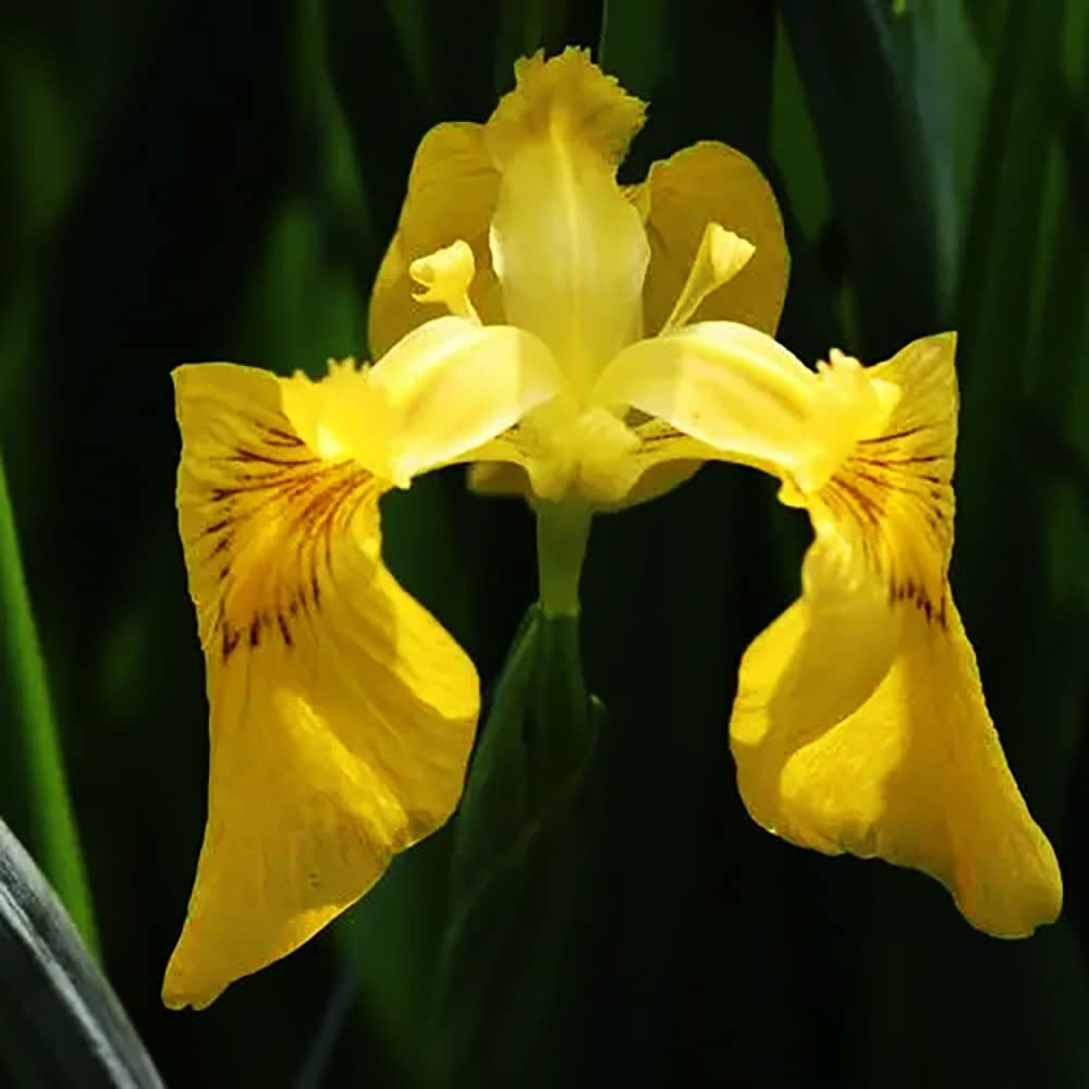 10 yellow iris bulbs bright colors fragrant bearded iris flowers easy to plant home garden beautifully decorated suitable for beginners