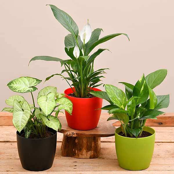 Mphmi Plants Air Purifying Indoor Plants for Money Plant Office Desk Syngonium variegated sus Green Peace Lily Spathiphyllum Plant (B0BBH78WNZ) Amazon Price History, Amazon Price Tracker