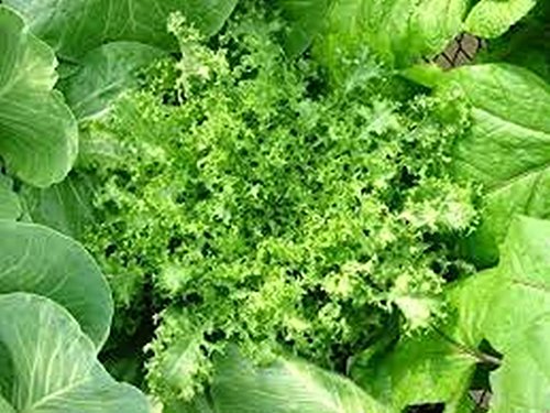 Endive- Green Curled- 200 Seeds