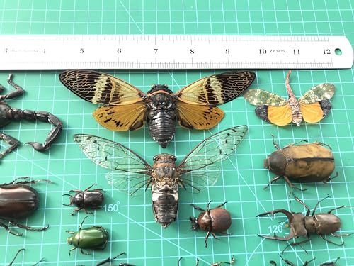 10 Real Scorpion Cicada Beetle Bug Preserved Specimen Mounted Wings Beetle Bugs Craft Collection Taxidermy Animals for Entomology Oddity Scientific Lover Insect Home Office Display Artwork BOSET10