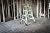 Little Giant Ladder Systems Dark Horse 2.0, M17, 17ft, Multi-Position Ladder, Fiberglass, Type 1A, 300 lbs Weight Rating, (16117-001)