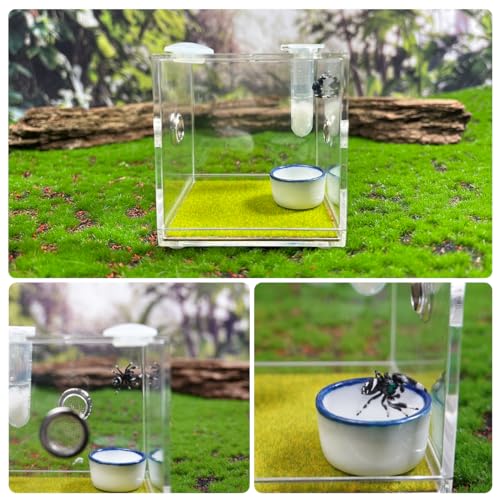 GKPONSX Acrylic Jumping Spider Enclosure, Spider Terrarium Accessories with Bowls Tongs Dropper for Snail Tarantula Scorpion Praying Mantis Isopods Insects
