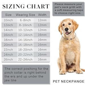 Gold chain dog collar link dog chain metal dog chain collars dog link collar for small medium large dogs 14 inch   cucciolini doodles