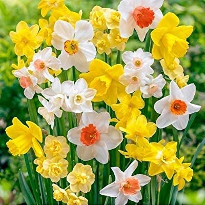 Nargis Mix/Multicolor Pack Of 10+2 Bulb Free For Your Garden, Home Pots Or Container, Summer Flower Bulb, Fresh and Healthy Bulb Easy To Grow By ANGIOOUTLETS.