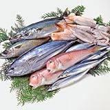 美味食卓さくだ屋 【朝獲れおまかせ鮮魚セット】鮮度良し!越前若狭のお魚詰め合わせ 目利きが選ぶお得なセット!鮮魚ボックス 鮮魚box【冷蔵便】 (おまかせ鮮魚5000円コース 大物希望)