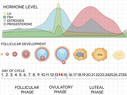 Ovuproof Pdg Tests/Progesterone Metabolite/Fda Registered Rapid Test To Confirm Successful Ovulation/Monitor Pregnancy/ 5 Tests/1Cycle/ Works Well With Ovulation/Lh Tests/ 5 Pdg Test Strips Per Box #TOP7