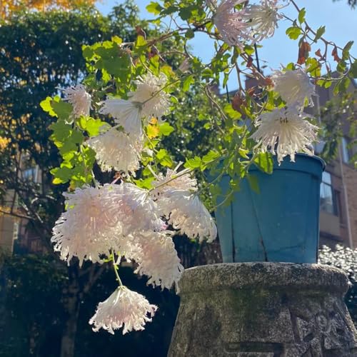 semillas de crisantemo, variedades antiguas, jardín de rocas 300pcs