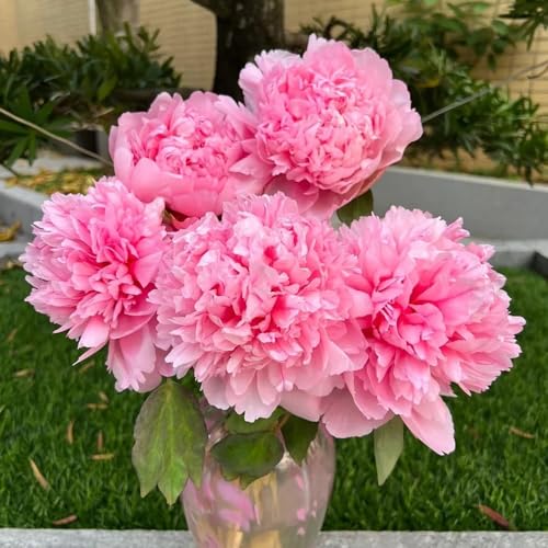 Bulbos de peonía, Decoración de jardín para exteriores jardín para lugares soleados bulbos resistentes ación temprana exóticas resistentes 2pcs