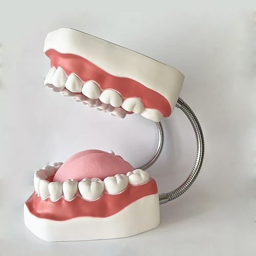 Miniatura 2 de Modelo Dental Standard Seis Veces Dentales Modelo de Enseñanza Odontológica Modelos de Magnificación Boca Completa Modelo de Dentura para Niños,
