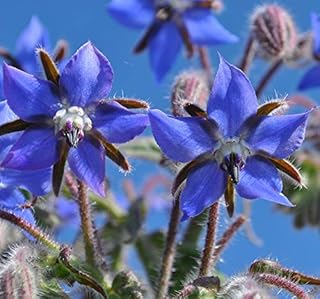 Borago Plants Seeds 30pcs Organic Borago Officinalis Fresh Premium Easy to Grow Herb Plants Seeds for Planting Garden Yard Outdoor Decor