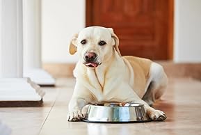 7 Best Stainless Steel Bowls for Small Dogs Durable, Safe 9 51MdYU9bBqL. AC SL289