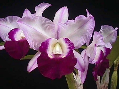 Seedling size Lc. Memoria Robert Strait 'Blue Hawaii' orchid
