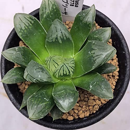 青緑色の多肉植物*2 Amazon｜多肉植物：ハオルチア 緑太線三角窓オブツーサ*｜観葉