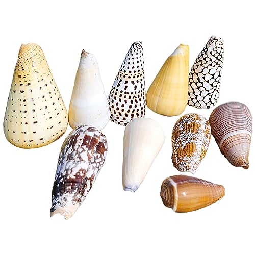 DUOYING Natürliche Muscheln für Strand-Mottopartys, Bastelarbeiten, Aquarium-Dekoration, 10 Stück, 19 Stück, 30 Stück (5–9 cm)