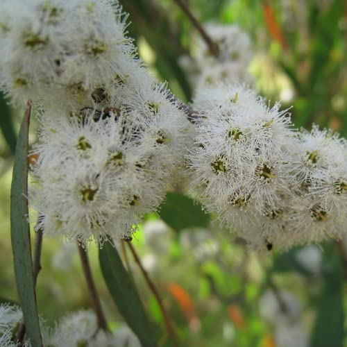 Chuxay Garden 20 Seeds Eucalyptus Nicholii,Narrow-Leaved Peppermint,Willow-Leaved Peppermint Evergreen Tree Highly Fragrant Refreshing Plant #TOP3
