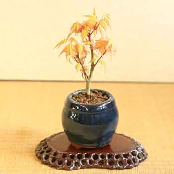 yamamien 盆栽鉢 楽天市場】赤松 信州産山取 大型盆栽 （鉢：南蛮壺鉢） 【松