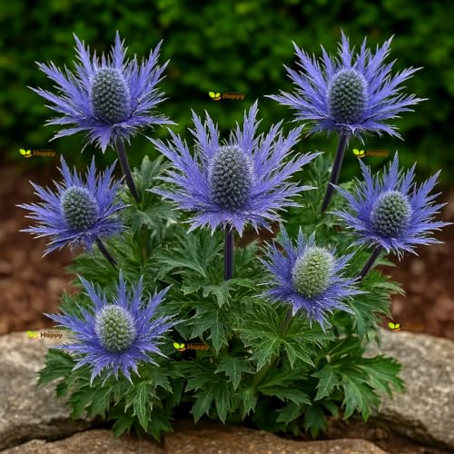Sea Holly Blue - 70 Seeds + freebie + Plant tag (Eryngium alpinum)