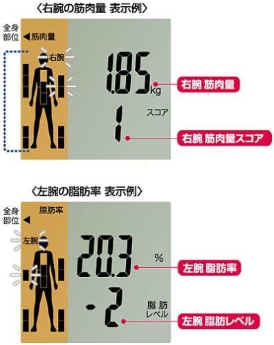 Display showing segmental muscle mass and fat percentage